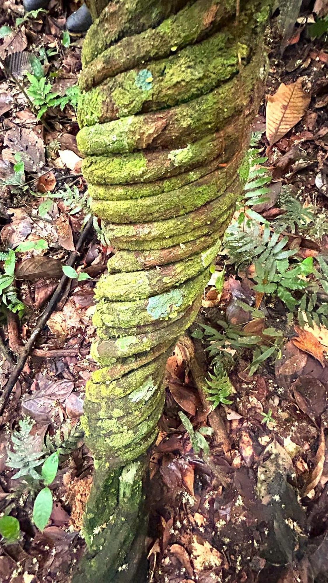 Gaia Amazon EcoLodge Ahuano Esterno foto