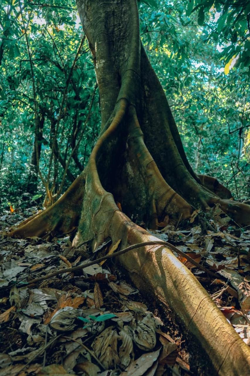 Gaia Amazon EcoLodge Ahuano Esterno foto