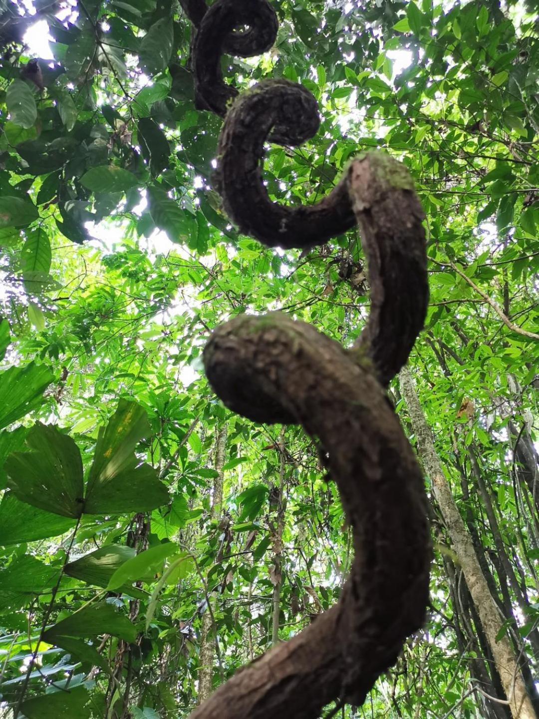 Gaia Amazon EcoLodge Ahuano Esterno foto