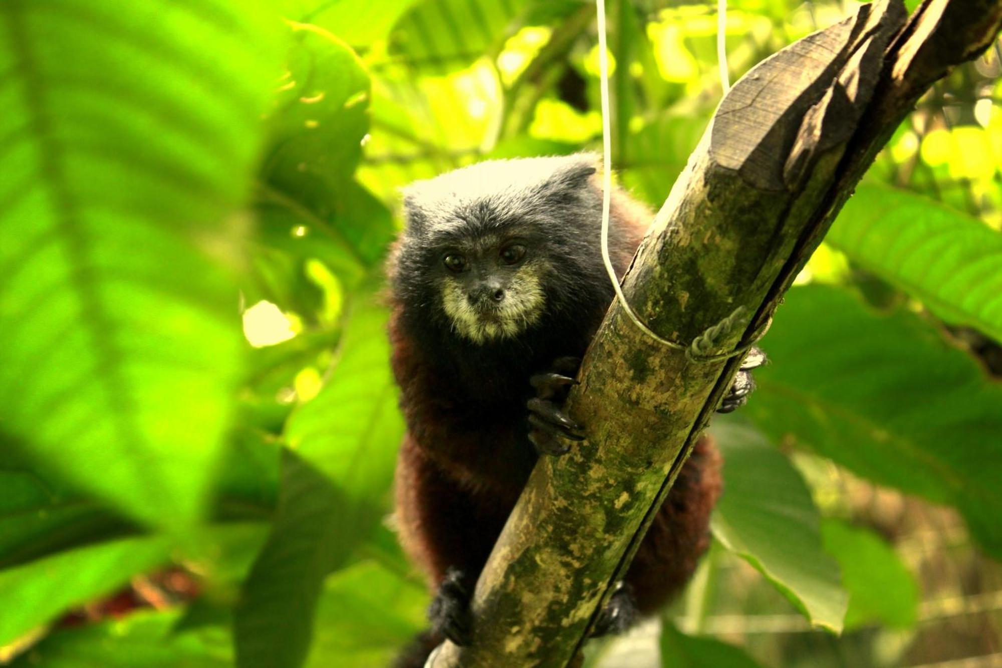 Gaia Amazon EcoLodge Ahuano Esterno foto