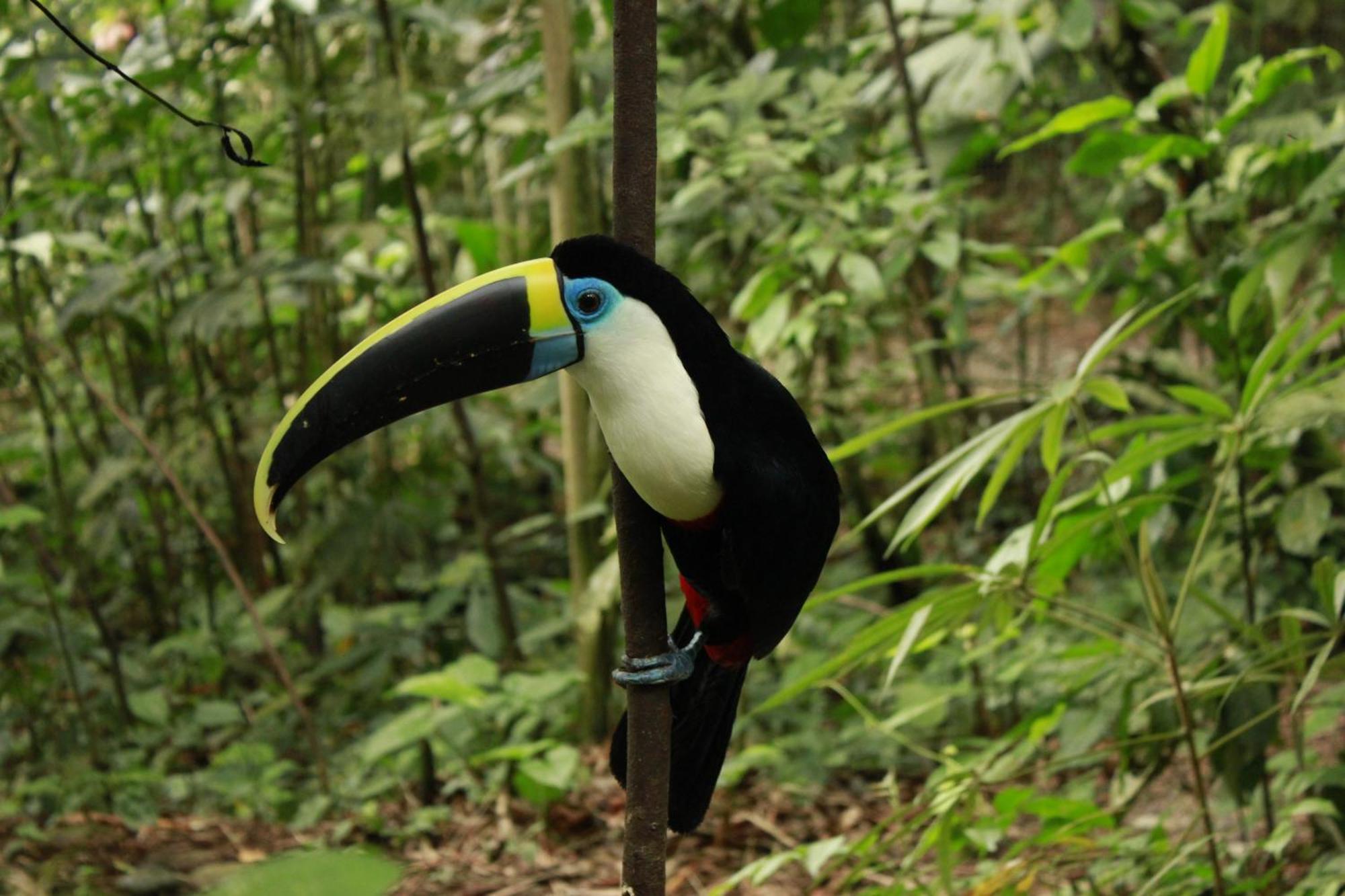 Gaia Amazon EcoLodge Ahuano Esterno foto