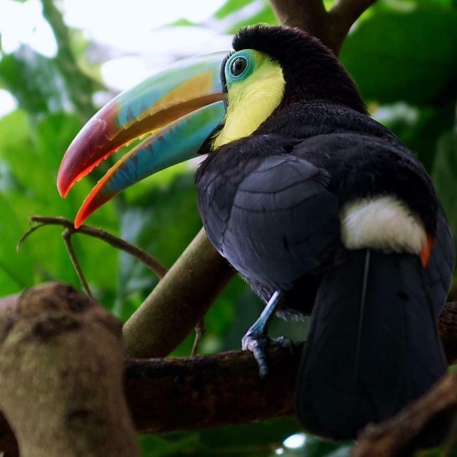 Gaia Amazon EcoLodge Ahuano Esterno foto