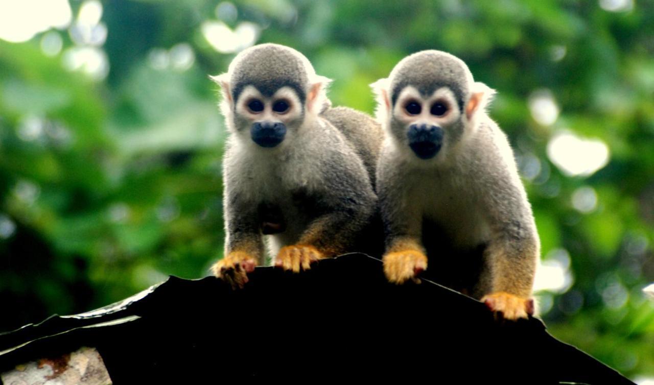 Gaia Amazon EcoLodge Ahuano Esterno foto